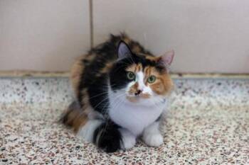 Molli -  Domestic Long Hair and Domestic Short Hair Cat for Adoption in Golden Valley, Minnesota - Molli | PetCurious