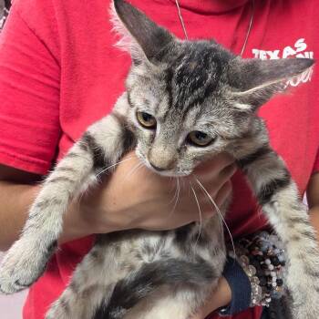 June -  Domestic Short Hair Cat for Adoption in Leander, Texas - June | PetCurious