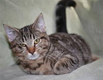 Peppa -  Domestic Medium Hair and Tabby Cat for Adoption in Attalla, Alabama - Peppa | PetCurious