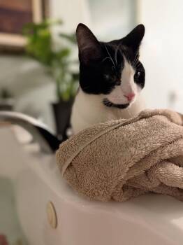 Domestic Short Hair Cats Available for Adoption in Broomall, Pennsylvania - 6 7 | PetCurious