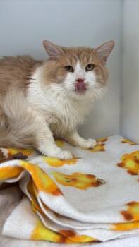 NUGGET -  Domestic Medium Hair Cat for Adoption in Delson, Quebec - NUGGET | PetCurious
