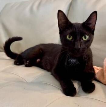 Oreo Nightshade Sweet -  Domestic Short Hair Cat for Adoption in Friendswood, Texas - Oreo Nightshade Sweet | PetCurious