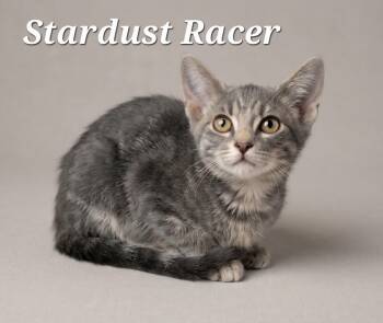 Stardust Racer -  Tabby Cat for Adoption in Monroeville, Pennsylvania - Stardust Racer | PetCurious