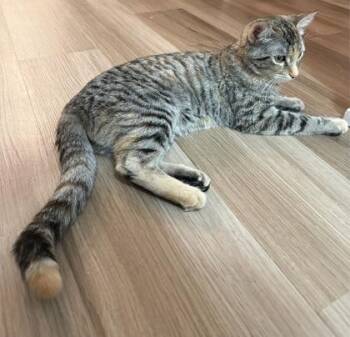 Domestic Short Hair Cats Available for Adoption - Renee | PetCurious