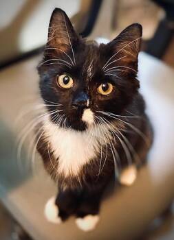 Catterina -  Domestic Medium Hair Cat for Adoption in Duxbury, Massachusetts - Catterina | PetCurious