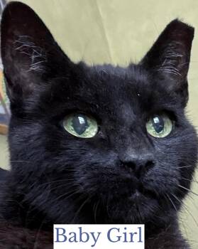 Baby Girl -  Domestic Short Hair Cat for Adoption in Berkeley Springs, West Virginia - Baby Girl | PetCurious