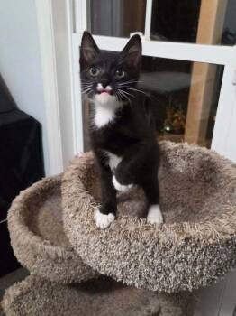 Lil Baby -  Domestic Short Hair Cat for Adoption in Statesboro, Georgia - Lil Baby | PetCurious