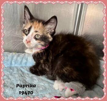 PAPRIKA see also SAFFRON -  Domestic Short Hair and Tortoiseshell Cat Available for Adoption in Marietta, Georgia - PAPRIKA See Also SAFFRON | PetCurious
