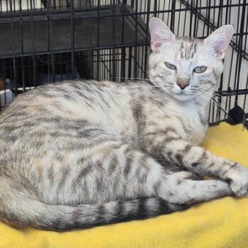 Silk -  Domestic Short Hair Cat for Adoption in Hattiesburg, Mississippi - Silk | PetCurious