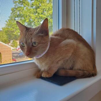 Marmalade McKenzie -  Domestic Short Hair Cat for Adoption in Merrifield, Virginia - Marmalade McKenzie | PetCurious