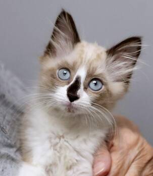 Koala Bear (AO37709) -  Domestic Medium Hair and Siamese Cat for Adoption in Kansas City, Kansas - Koala Bear (AO37709) | PetCurious