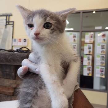 Cousin Skeeter -  Domestic Short Hair Cat for Adoption in Lynchburg, Virginia - Cousin Skeeter | PetCurious