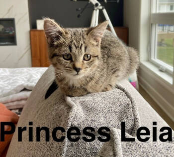 Rescue Domestic Short Hair Cats for Adoption in Minneapolis, Minnesota - Leia | PetCurious