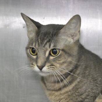 Palo Santo -  Domestic Short Hair Cat for Adoption in Austin, Texas - Palo Santo | PetCurious