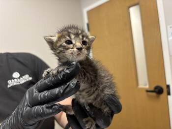 JAKE -  Domestic Short Hair Cat for Adoption in Rowlett, Texas - JAKE | PetCurious