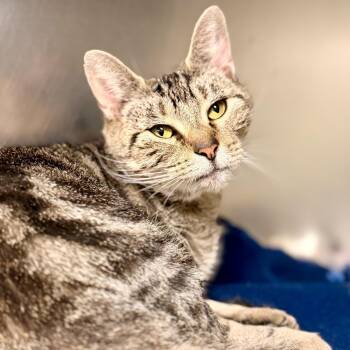 Sienna -  Domestic Short Hair Cat for Adoption in Jackson Township, New Jersey - Sienna | PetCurious