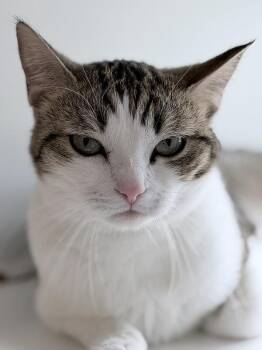 Domestic Short Hair Cats Available for Adoption in Truckee, California - Peanut | PetCurious