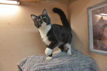 Tessa -  Domestic Short Hair Cat for Adoption in North Judson, Indiana - Tessa | PetCurious