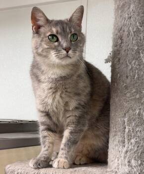Tie-Dye -  Domestic Short Hair Cat for Adoption in Kearneysville, West Virginia - Tie-Dye | PetCurious