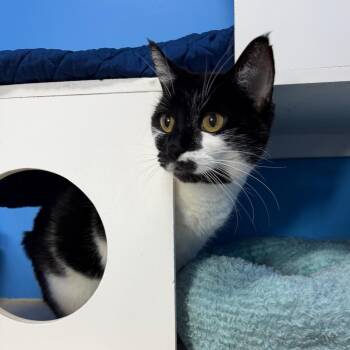 Tikvah -  Domestic Short Hair Cat for Adoption in Mankato, Minnesota - Tikvah | PetCurious