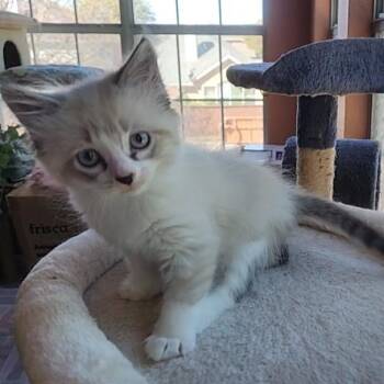 Siamese and Snowshoe Cats Available for Adoption - Smooch (long-haired Snowshoe)- Preadoption ONLY | PetCurious