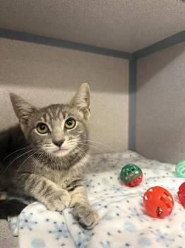 ROSY MAPLE -  Domestic Short Hair Cat for Adoption in Aliquippa, Pennsylvania - ROSY MAPLE | PetCurious