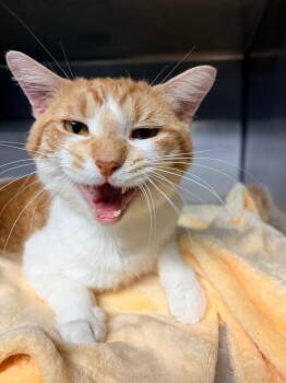 Sprinkles -  Domestic Short Hair Cat for Adoption in Huntington, Indiana - Sprinkles | PetCurious