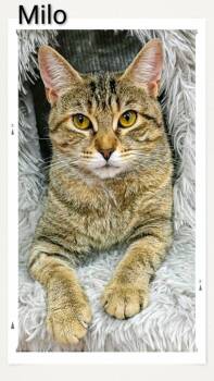 Milo -  Domestic Short Hair Cat for Adoption in Caistor Centre, Ontario - Milo | PetCurious