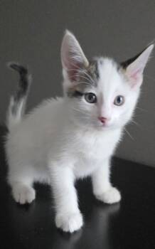 Domestic Short Hair and Tabby Cats Available for Adoption - Lucca | PetCurious