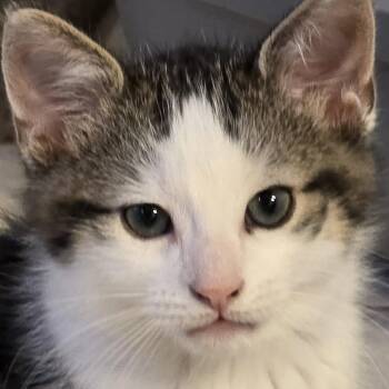 Domestic Short Hair Cats Available for Adoption - Hiroshi - Loving & Playful! | PetCurious