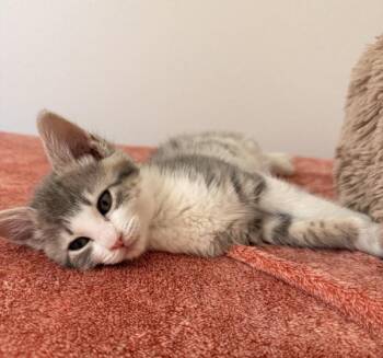 Eos -  Domestic Short Hair Cat for Adoption in Vancouver, Washington - Eos | PetCurious