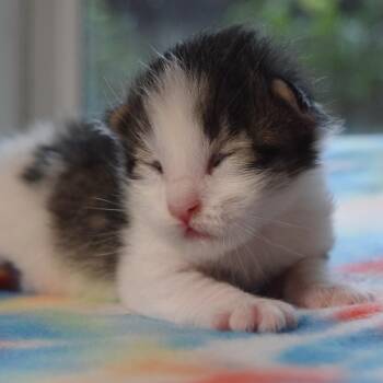 Domestic Short Hair Cats Available for Adoption in Bulverde, Texas - Bronco | PetCurious