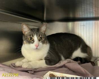 BONITA -  Domestic Short Hair Cat for Adoption in West Palm Beach, Florida - BONITA | PetCurious