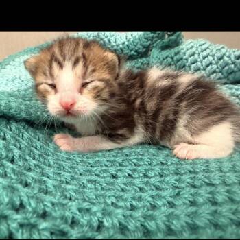 Domestic Short Hair Cats Available for Adoption in Batesville, Arkansas - Chip | PetCurious