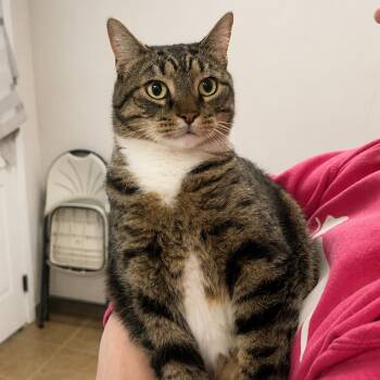 Elvis Purrsley -  Domestic Short Hair Cat for Adoption in Hopkinton, Massachusetts - Elvis Purrsley | PetCurious