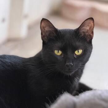 Cheeto -  Domestic Short Hair Cat for Adoption in Norman, Oklahoma - Cheeto | PetCurious