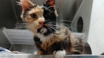 Domestic Medium Hair Cats Available for Adoption - Doubloon | PetCurious