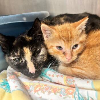 Juno 45C26 -  Domestic Short Hair Cat for Adoption in Napoleon, Ohio - Juno 45C26 | PetCurious