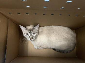 A1409365 -  Domestic Short Hair Cat for Adoption in San Jose, California - A1409365 | PetCurious