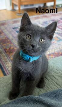 Naomi -  Domestic Short Hair Cat for Adoption in Washington Township, New Jersey - Naomi | PetCurious