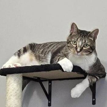 Rum Raisin -  Domestic Short Hair Cat for Adoption in Mokena, Illinois - Rum Raisin | PetCurious