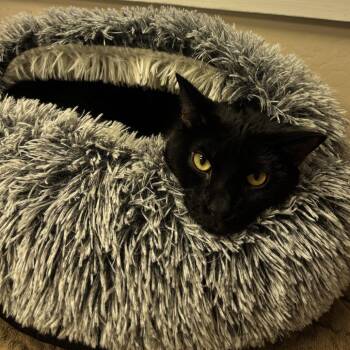 Bond -  Domestic Short Hair Cat for Adoption in Tempe, Arizona - Bond | PetCurious