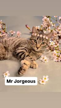 Domestic Short Hair Cats Available for Adoption in Walnut Creek, California - Mr Jorgeous At Martinez PFE   May 2nd | PetCurious
