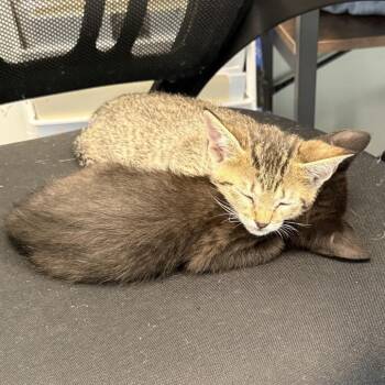 Cosmic Stardust -  American Shorthair Cat for Adoption in Freeport, Florida - Cosmic Stardust | PetCurious