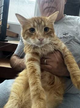 Tabby Cats Available for Adoption in Fountain Valley, California - Ghee-the Melted Butter Cat! | PetCurious