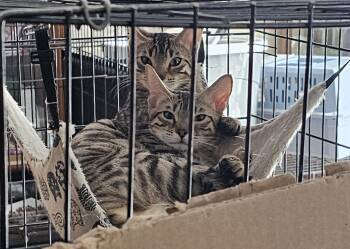 Bengal Cats Available for Adoption in Clawson, Michigan - Maxine Bonded With Alexandria  | PetCurious