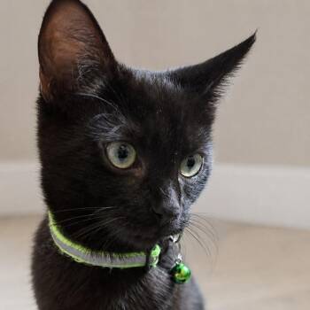 Binx -  Domestic Short Hair and Bombay Cat for Adoption in South Miami, Florida - Binx | PetCurious