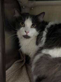 Domestic Medium Hair and Domestic Short Hair Cats Available for Adoption - Grisouille | PetCurious