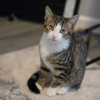 Tabby Cats Available for Adoption in Lambertville, New Jersey - Roland | PetCurious