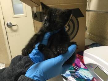 Domestic Short Hair Cats Available for Adoption in Riverside, California - PIP SQUEAK | PetCurious